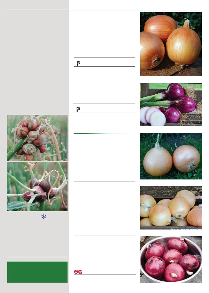 Territorial Seed Company Territorial Seed 2026 Spring Catalog - Page 65
