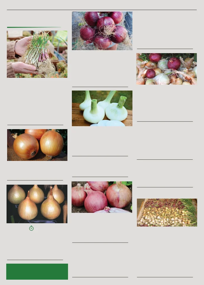 Territorial Seed Company Territorial Seed 2026 Spring Catalog - Page 66