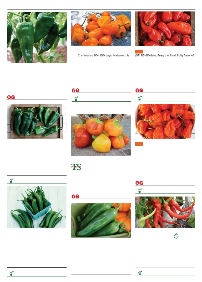 Territorial Seed Company Territorial Seed 2026 Spring Catalog - Page 75