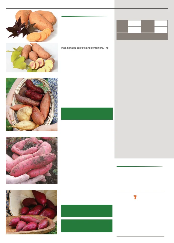Territorial Seed Company Territorial Seed 2026 Spring Catalog - Page 80