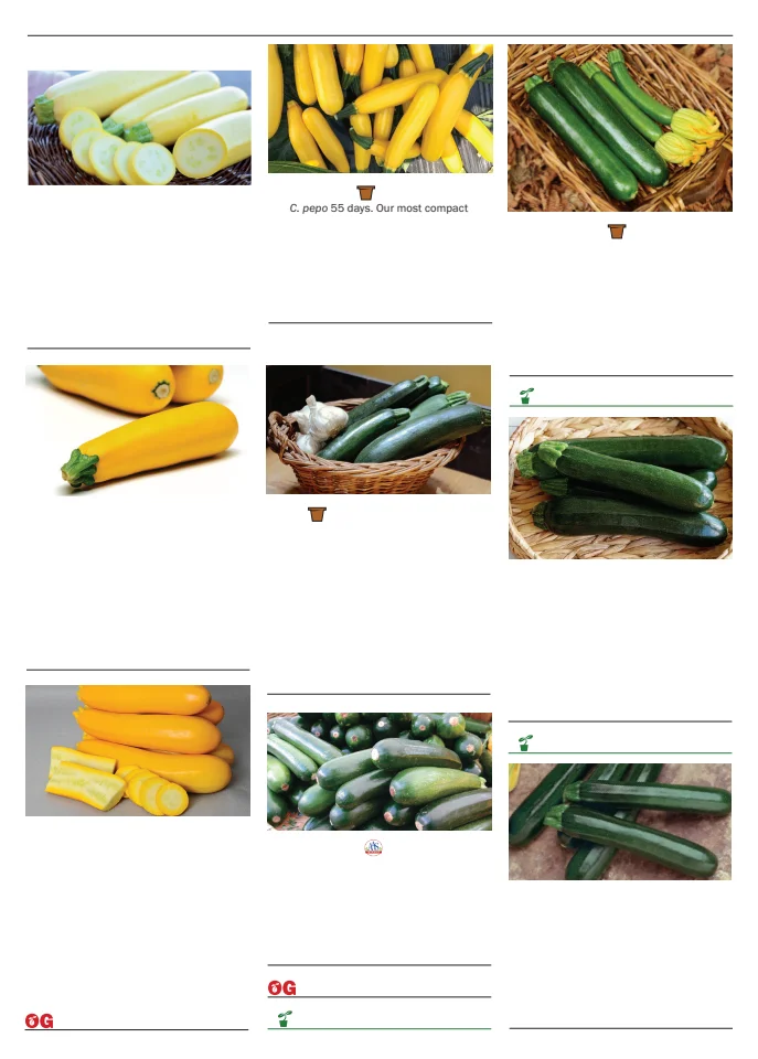 Territorial Seed Company Territorial Seed 2026 Spring Catalog - Page 85