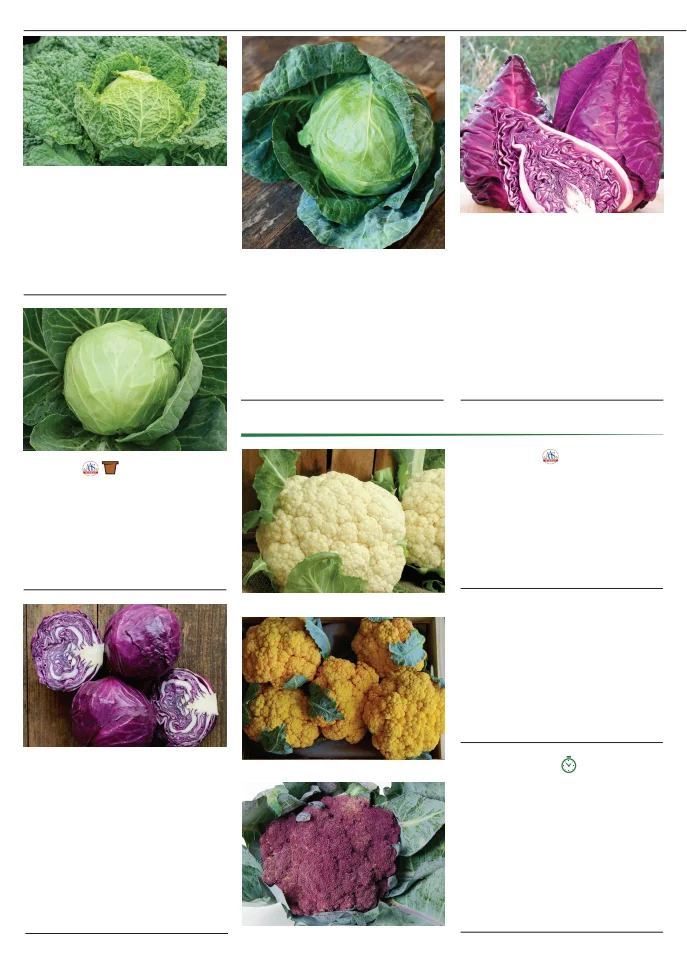 Territorial Seed Company Territorial Seed 2026 Fall & Winter Catalog - Page 12