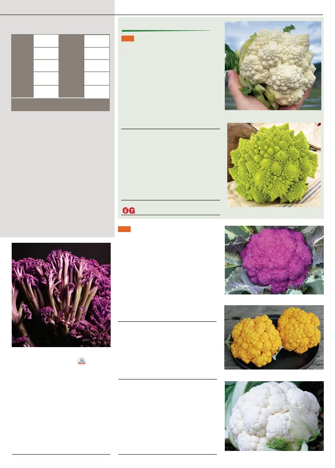 Territorial Seed Company Territorial Seed 2026 Fall & Winter Catalog - Page 13