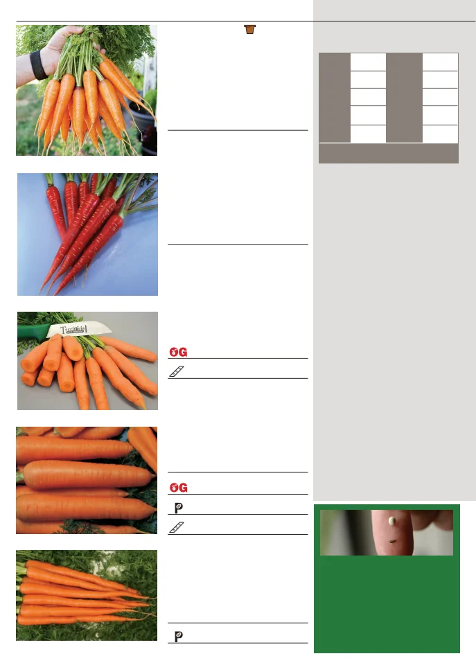 Territorial Seed Company Territorial Seed 2026 Fall & Winter Catalog - Page 14