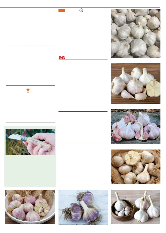 Territorial Seed Company Territorial Seed 2026 Fall & Winter Catalog - Page 19