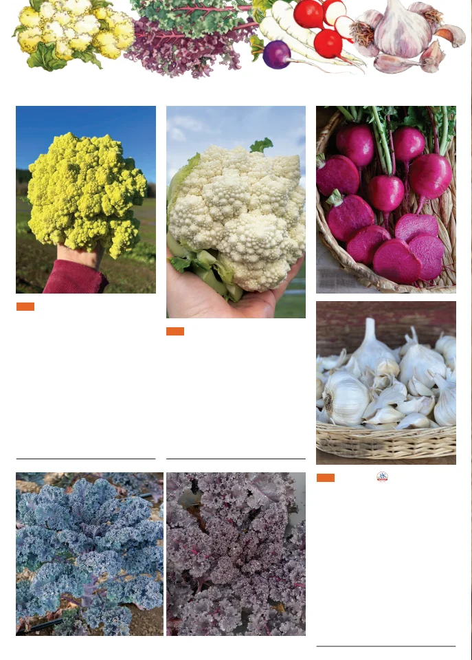 Territorial Seed Company Territorial Seed 2026 Fall & Winter Catalog - Page 2