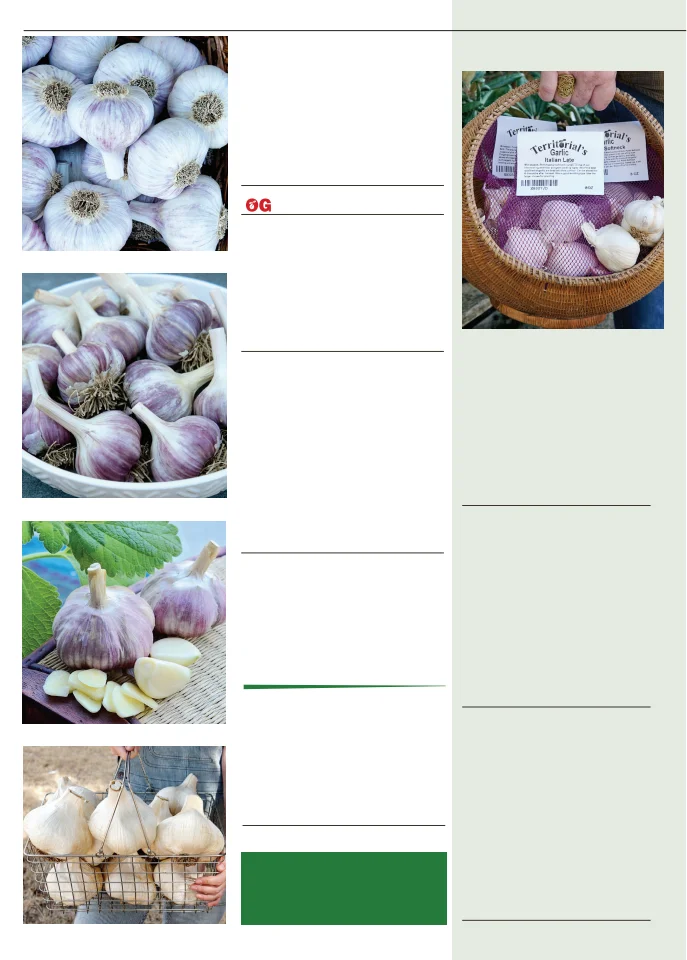 Territorial Seed Company Territorial Seed 2026 Fall & Winter Catalog - Page 20