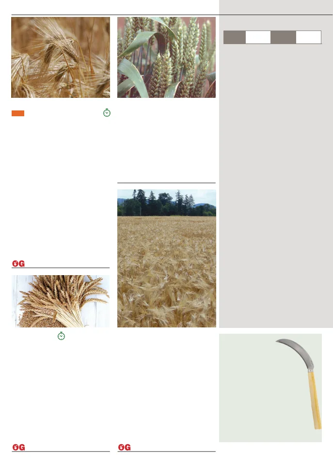 Territorial Seed Company Territorial Seed 2026 Fall & Winter Catalog - Page 22