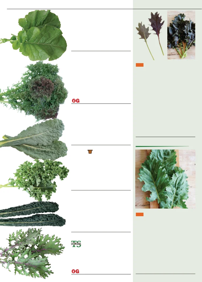 Territorial Seed Company Territorial Seed 2026 Fall & Winter Catalog - Page 24