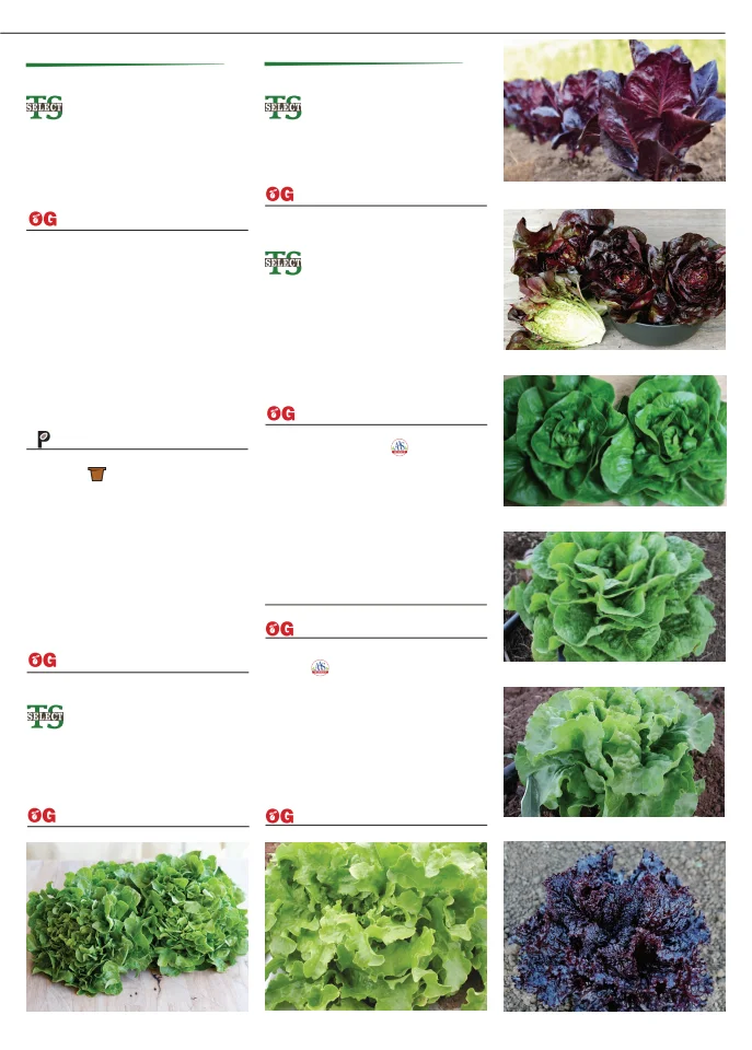 Territorial Seed Company Territorial Seed 2026 Fall & Winter Catalog - Page 27