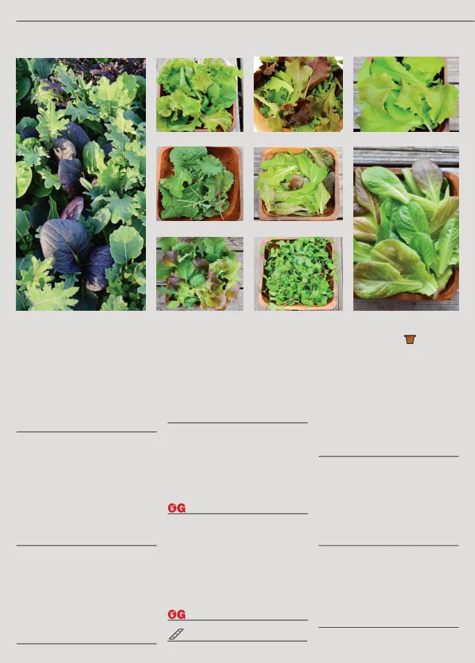 Territorial Seed Company Territorial Seed 2026 Fall & Winter Catalog - Page 28