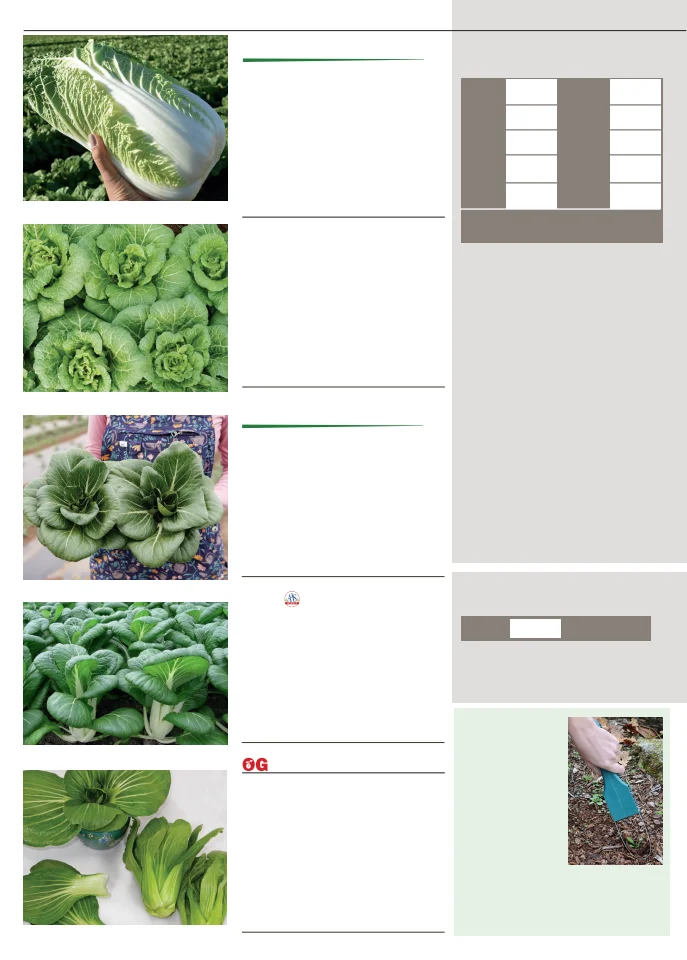 Territorial Seed Company Territorial Seed 2026 Fall & Winter Catalog - Page 32
