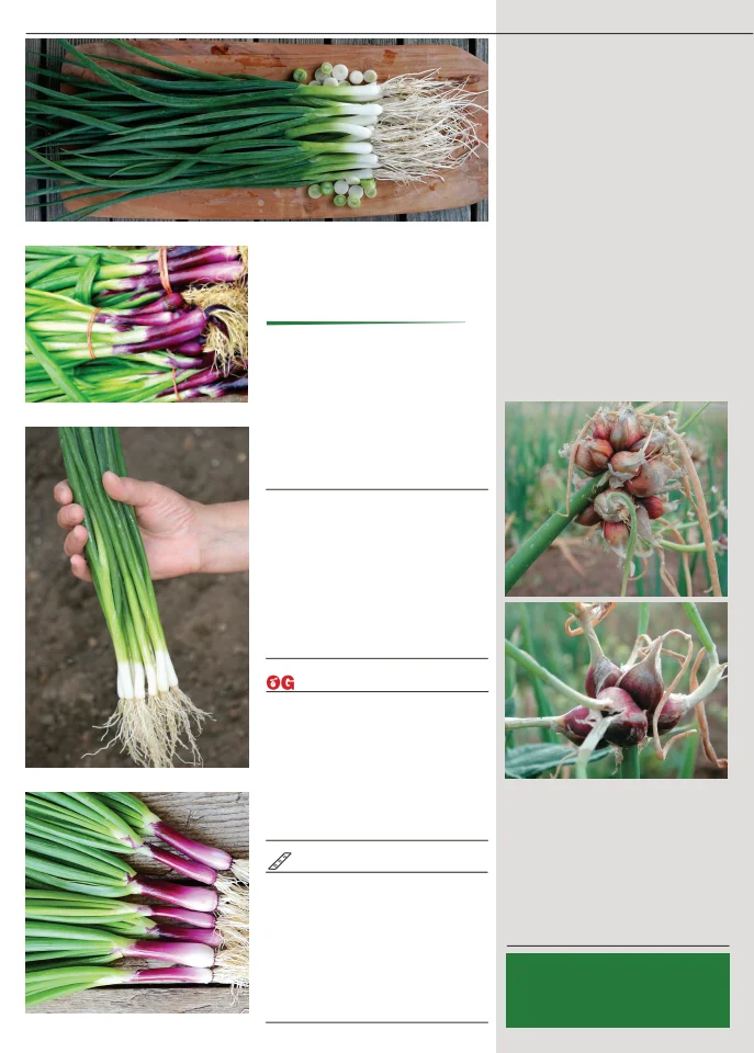 Territorial Seed Company Territorial Seed 2026 Fall & Winter Catalog - Page 34
