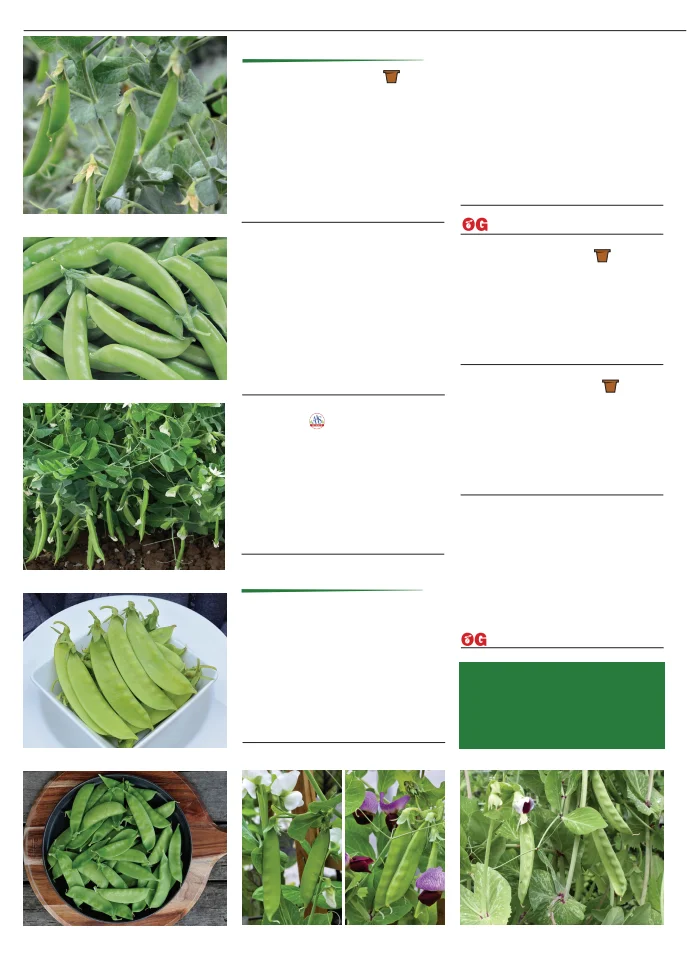 Territorial Seed Company Territorial Seed 2026 Fall & Winter Catalog - Page 36