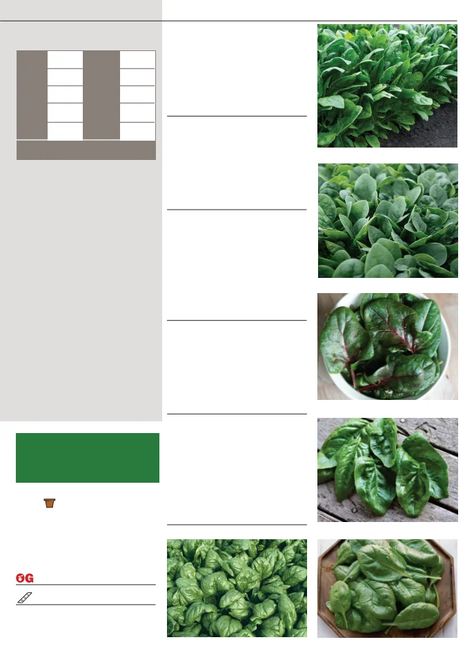 Territorial Seed Company Territorial Seed 2026 Fall & Winter Catalog - Page 39