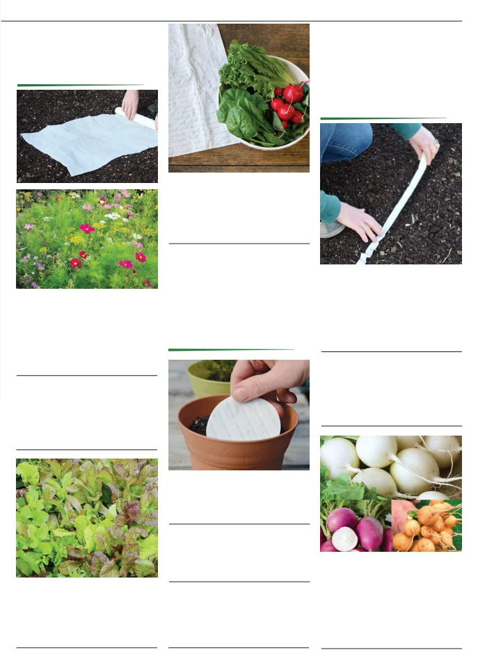 Territorial Seed Company Territorial Seed 2026 Fall & Winter Catalog - Page 41