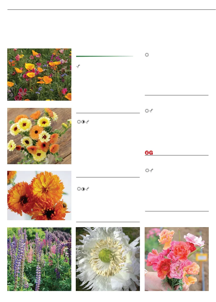 Territorial Seed Company Territorial Seed 2026 Fall & Winter Catalog - Page 42