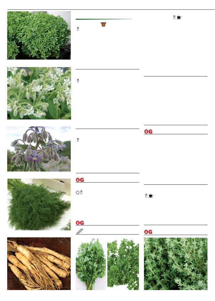Territorial Seed Company Territorial Seed 2026 Fall & Winter Catalog - Page 44