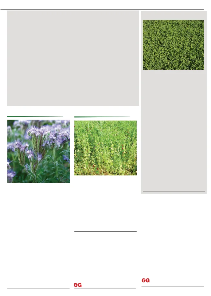 Territorial Seed Company Territorial Seed 2026 Fall & Winter Catalog - Page 45