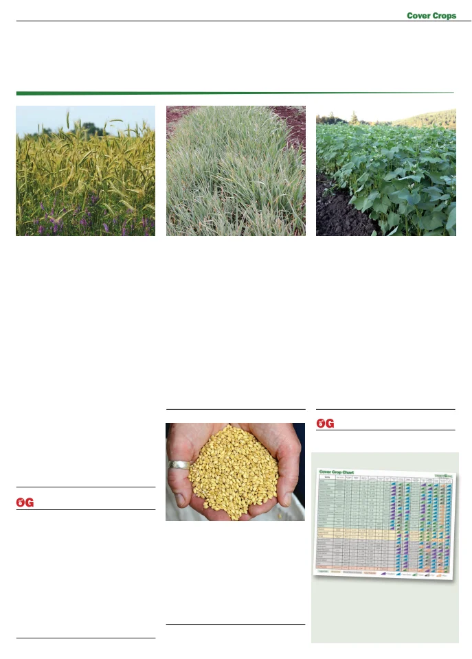 Territorial Seed Company Territorial Seed 2026 Fall & Winter Catalog - Page 46