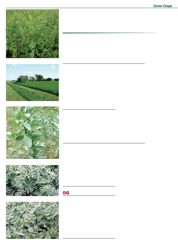 Territorial Seed Company Territorial Seed 2026 Fall & Winter Catalog - Page 48