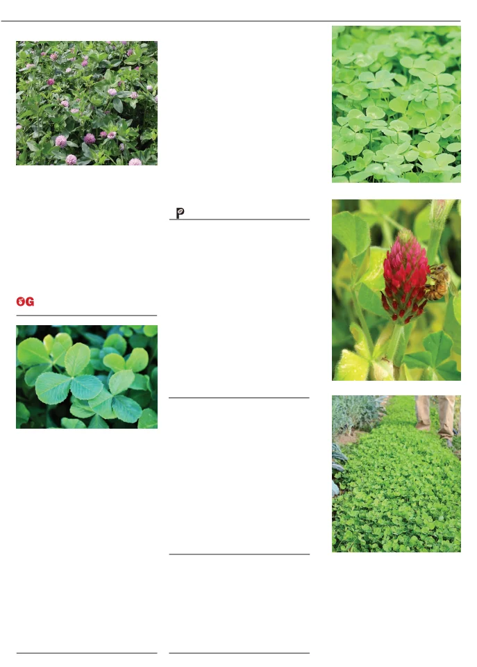 Territorial Seed Company Territorial Seed 2026 Fall & Winter Catalog - Page 49