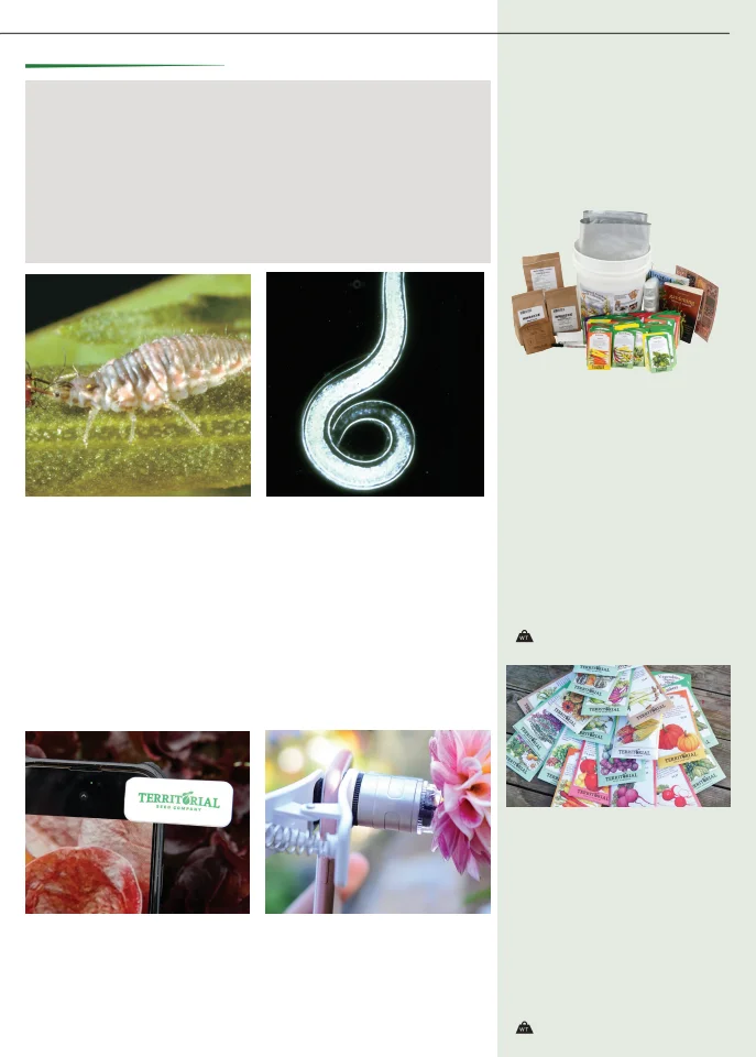 Territorial Seed Company Territorial Seed 2026 Fall & Winter Catalog - Page 55