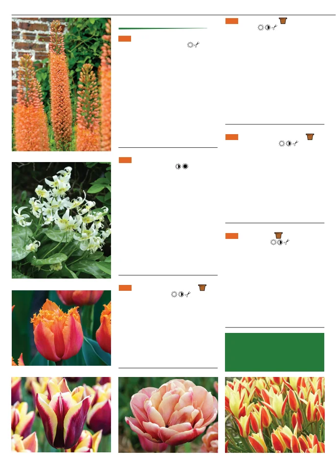 Territorial Seed Company Territorial Seed 2026 Fall & Winter Catalog - Page 58