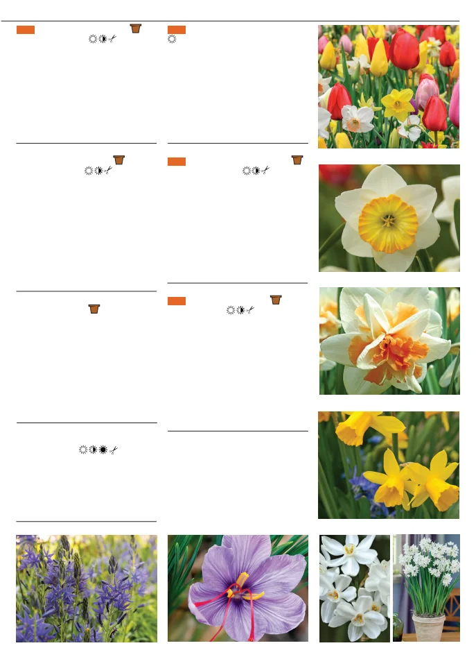 Territorial Seed Company Territorial Seed 2026 Fall & Winter Catalog - Page 59