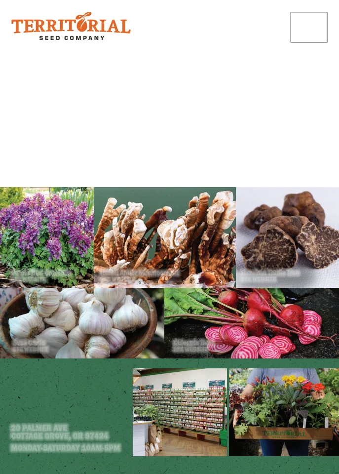 Territorial Seed Company Territorial Seed 2026 Fall & Winter Catalog - Page 60