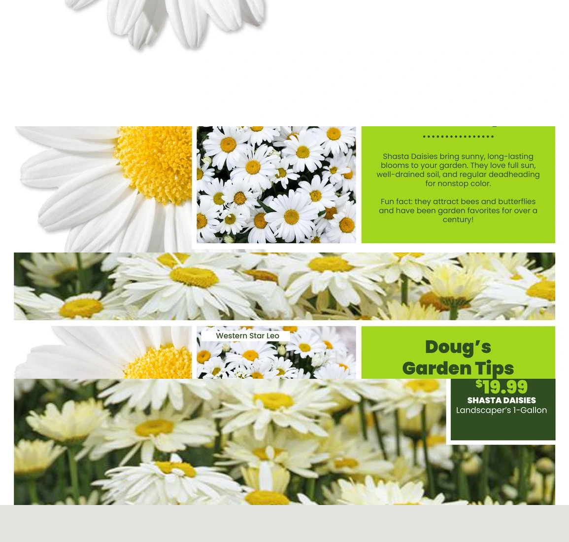 Flyer page 25