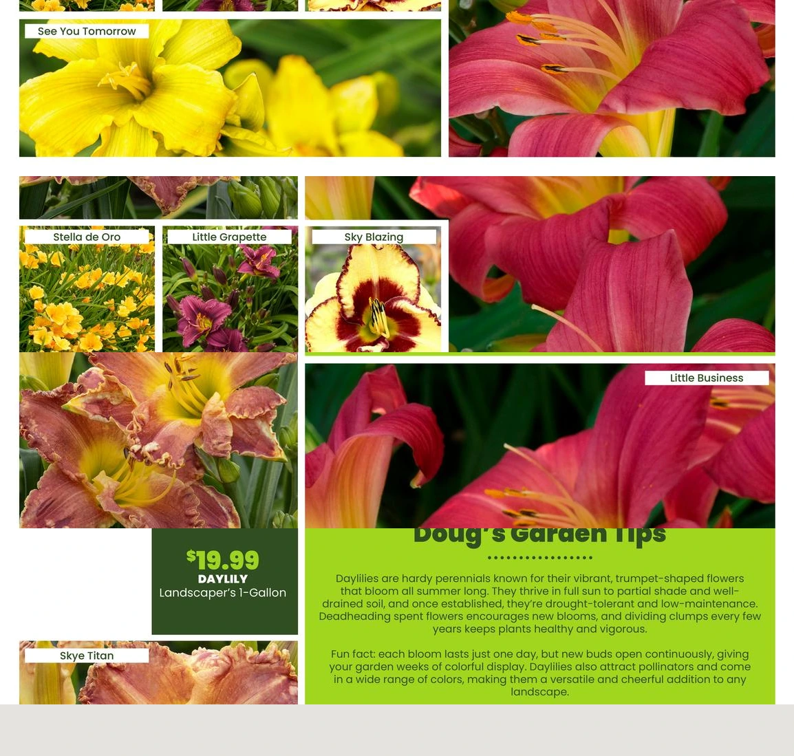 Flyer page 26