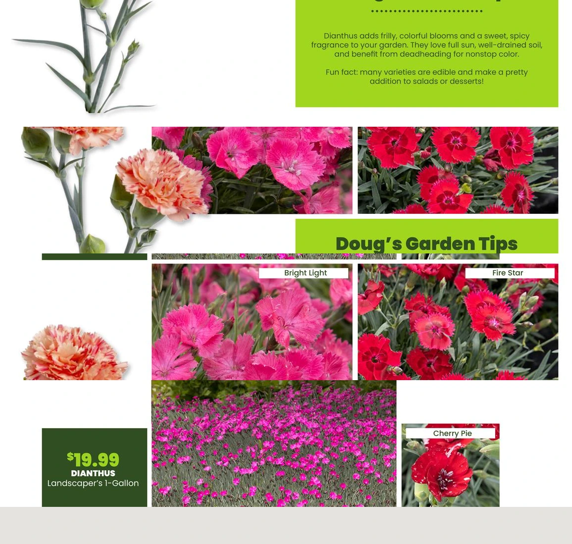 Flyer page 27
