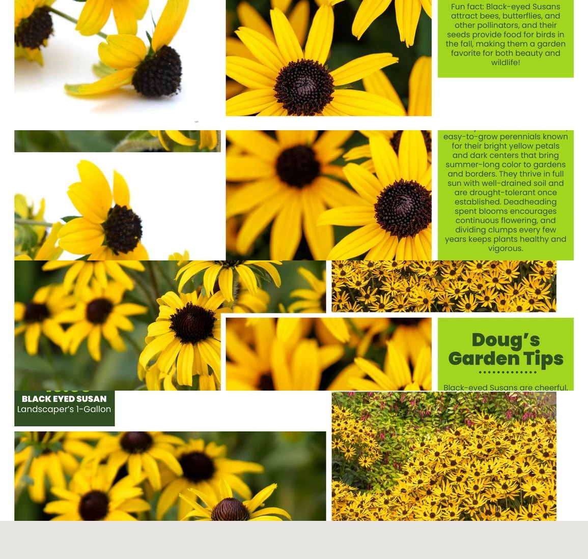 Flyer page 31