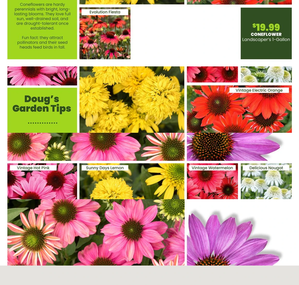 Flyer page 36
