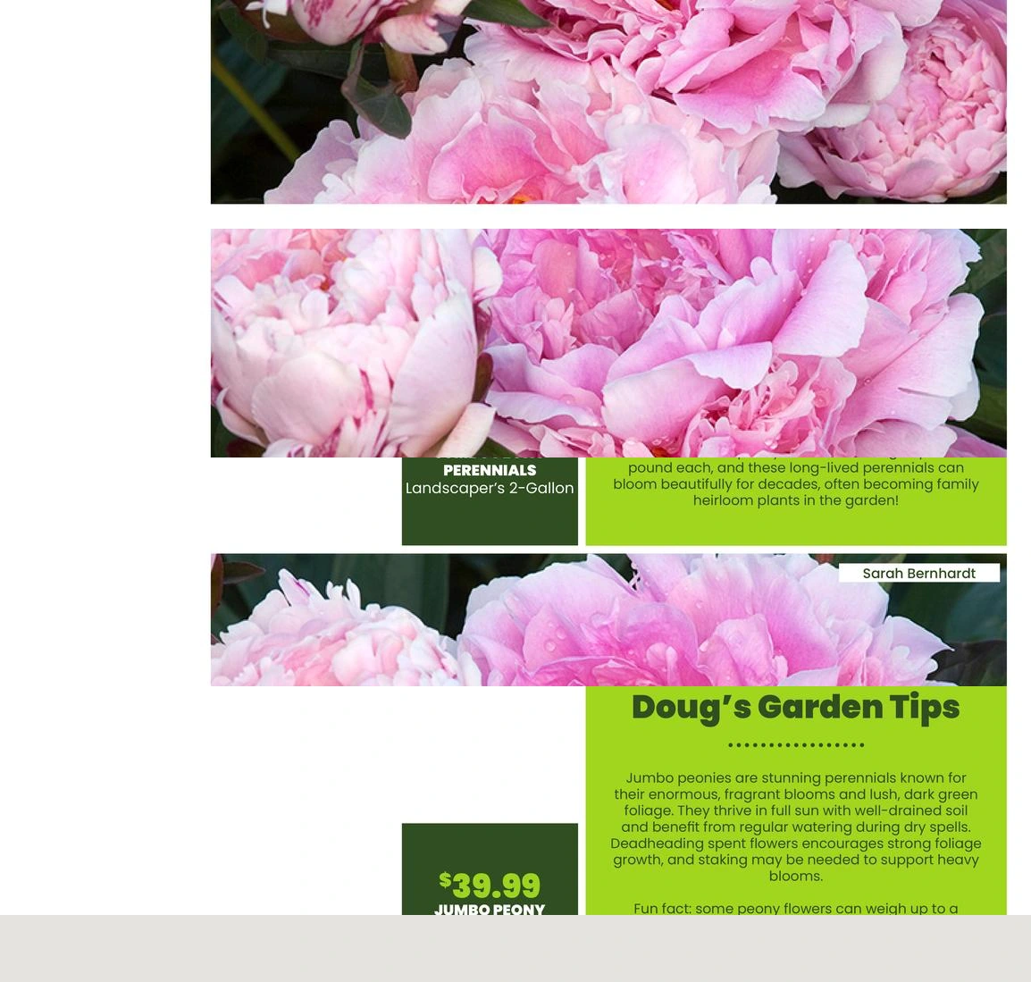 Flyer page 40