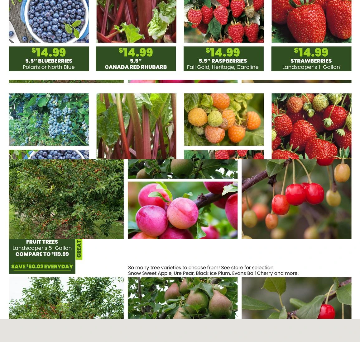 Flyer page 50